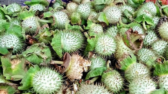 Datura fruit
