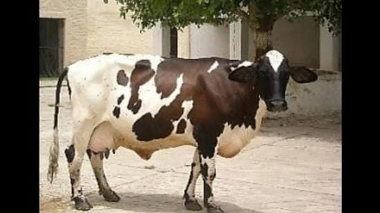 With the new registration, the total number of breeds registered by ICAR-NBAGR has reached 262, comprising 258 indigenous and four synthetic breeds. (HT File)