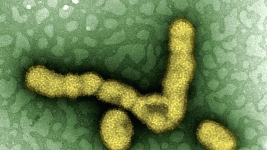 This comes as CM Rekha Gupta called an emergency meeting on H1N1 cases, with around 3,000 infections reported in Delhi. (Representational)