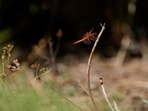 A dragonfly rests on a plant at the Lake Merritt Dragonfly Habitat Garden in Oakland, California.