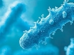Microscopic view of Mycobacterium tuberculosis bacteria. (Pete - stock.adobe.com)