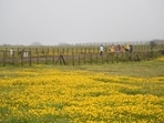 Satara, India - Sept. 28, 2021: Tourist roaming around bloomed Smithia Hirsuta flowers during flower season on Kaas plateau in Satara, India, on Tuesday, September 28, 2021. (Photo by Kalpesh Nukte/HT PHOTO)