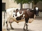 With the new registration, the total number of breeds registered by ICAR-NBAGR has reached 262, comprising 258 indigenous and four synthetic breeds. (HT File)