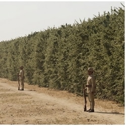 A 4,000-km hedge became the British Raj's weapon against Indians.