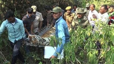 A panel of veterinarians conducted a postmortem of the carcass at the Dhela rescue centre on Wednesday.