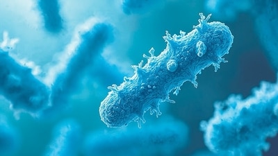 Microscopic view of Mycobacterium tuberculosis bacteria.  (Pete - stock.adobe.com)