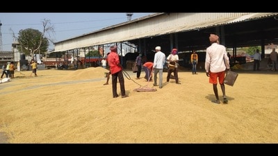 Rishi expects that prices may come down slightly, but there is a strong possibility that this kharif season will be good for basmati growers. (HT Photo) Rishi expects that prices may come down slightly, but there is a strong possibility that this kharif season will be good for basmati growers. (HT Photo)