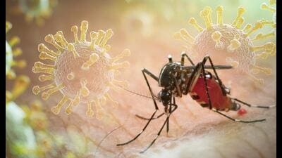 The lack of traceability is significant as dengue was made a “notifiable disease” in Delhi five years ago under an effort to strengthen surveillance and enable targeted action. (Shutterstock) The lack of traceability is significant as dengue was made a “notifiable disease” in Delhi five years ago under an effort to strengthen surveillance and enable targeted action. (Shutterstock)
