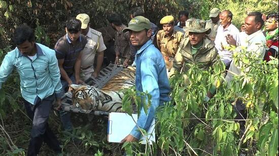 A panel of veterinarians conducted a postmortem of the carcass at the Dhela rescue centre on Wednesday.