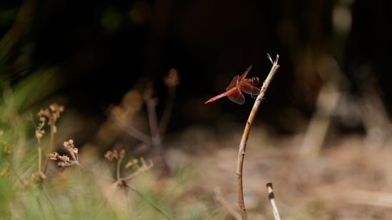 A dragonfly rests on a plant at the Lake Merritt Dragonfly Habitat Garden in Oakland, California.