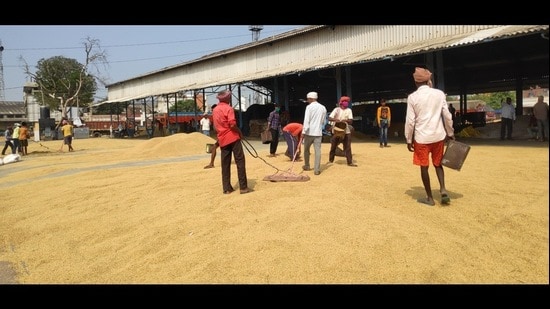Rishi expects that prices may come down slightly, but there is a strong possibility that this kharif season will be good for basmati growers. (HT Photo)