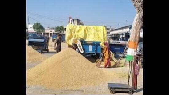 Union’s president Gurnam Singh Charuni said that last year, a scam exceeding <span class='webrupee'>₹</span>5,000 crore occurred during the paddy procurement, and if the investigation is not conducted, a similar situation could arise this year. (HT Photo for representation)