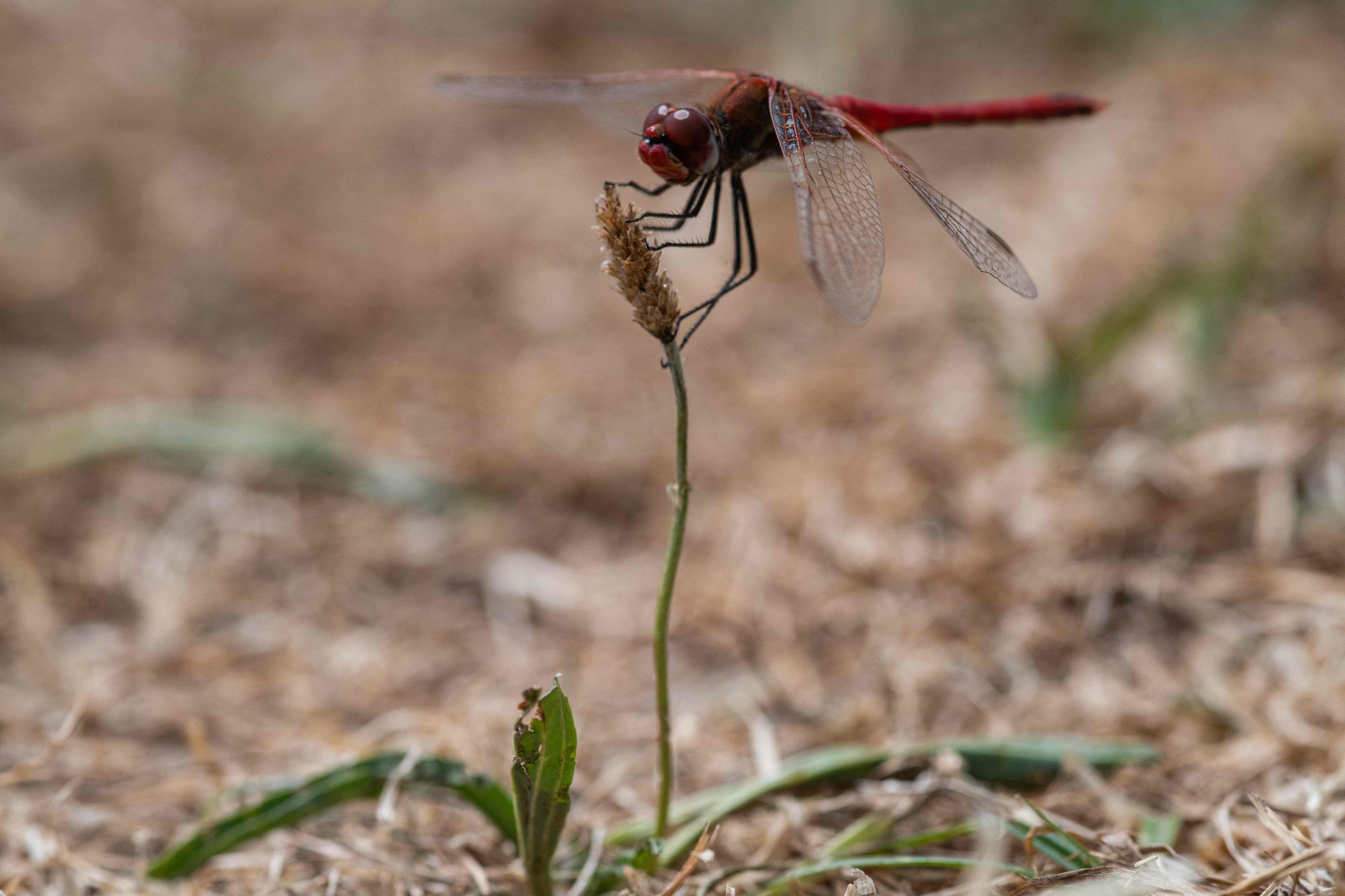 A dragonfly resting on a plant with dried out grass in the background. (AFP) A dragonfly resting on a plant with dried out grass in the background. (AFP)