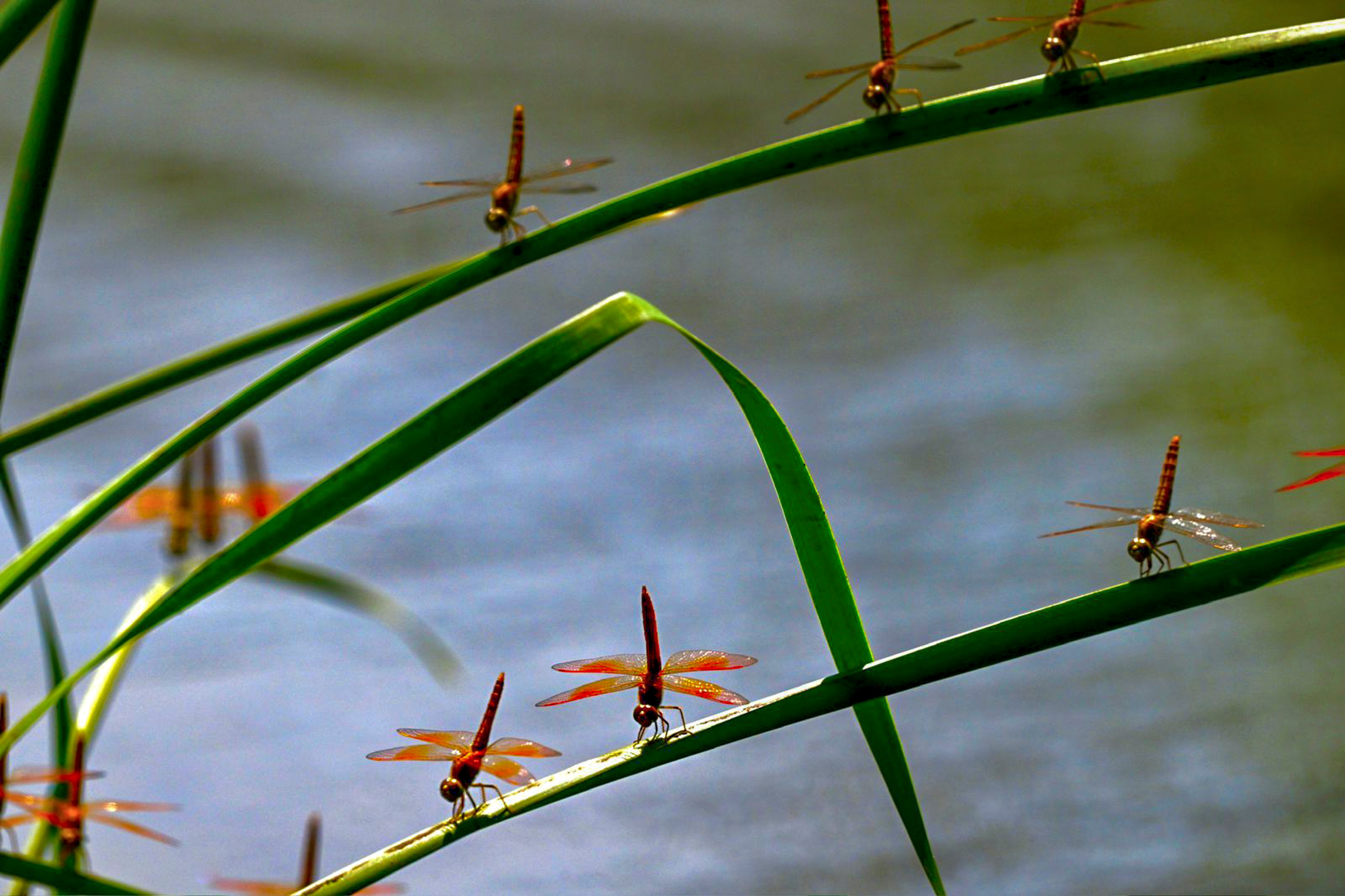 Dragonflies perched on leaves. (PTI) Dragonflies perched on leaves. (PTI)