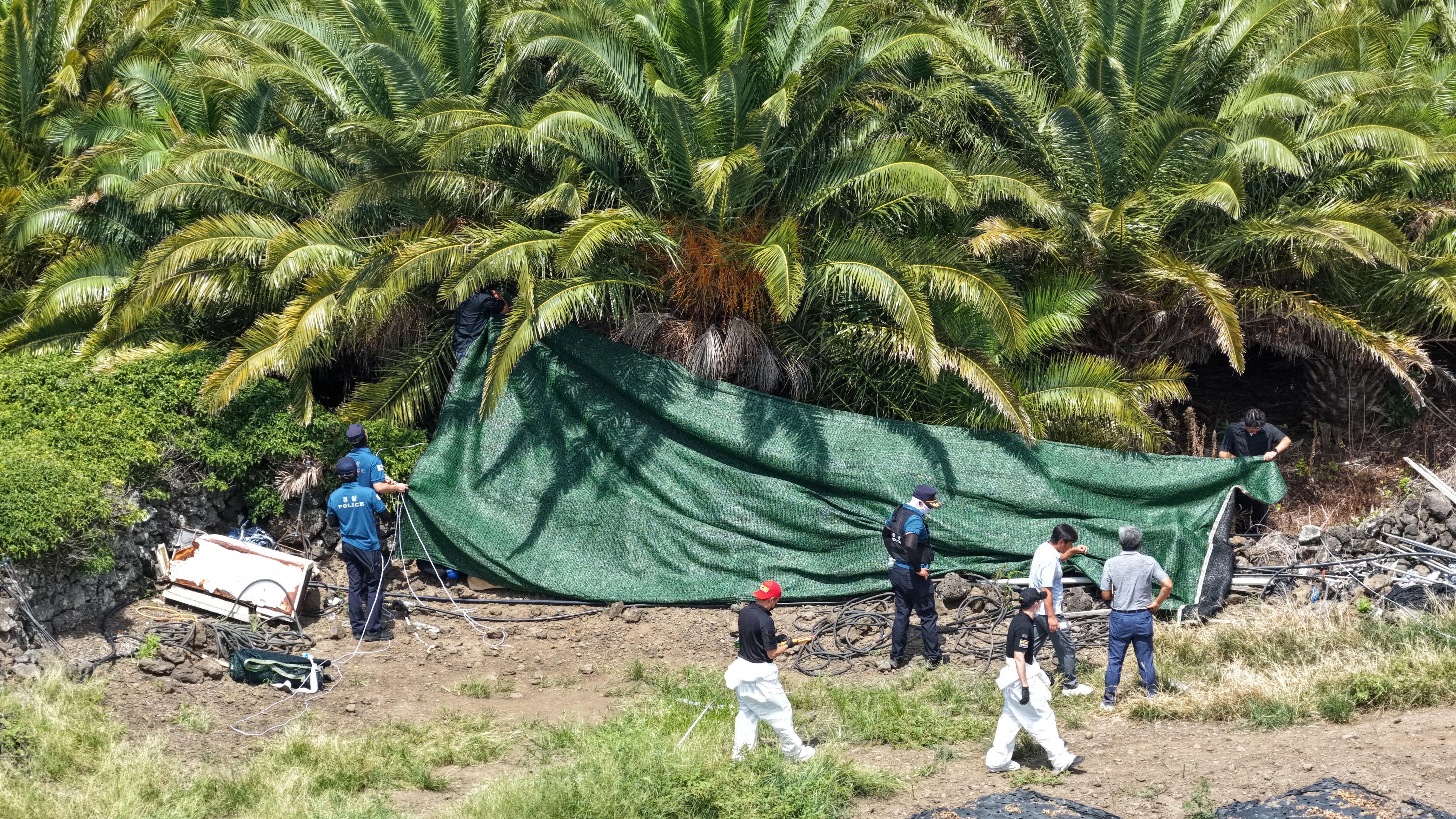 Police officers cover a palm tree farm where the body of a missing person Jang Mi-ran was discovered in Jeju on the Jeju island, South Korea, (via REUTERS)