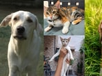 Four furry friends, in Delhi-NCR, are looking for forever homes. Make some room in your heart and home to give them a safe and happy place. Inform us if you know of a pet who needs a home, write to us at htcity.pets@gmail.com.