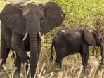 A bench headed by Chief Justice of India (CJI) Surya Kant on August 18 directed concerned parties to submit a comprehensive status report on DNA profiling of all captive elephants and the uploading of data on the Gajah Suchana app.