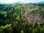 The death of forests (Shutterstock)
