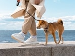 Dog walking requires diligence, otherwise your pet's mental and physical health may get compromised. 