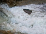 Their odd behaviour seems to be a relic of the time of the glaciers