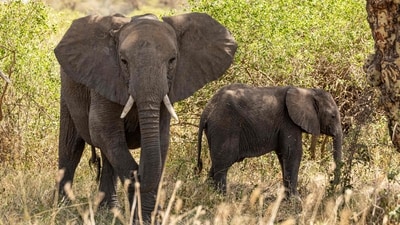 A bench headed by Chief Justice of India (CJI) Surya Kant on August 18 directed concerned parties to submit a comprehensive status report on DNA profiling of all captive elephants and the uploading of data on the Gajah Suchana app. (AFP/Representational) A bench headed by Chief Justice of India (CJI) Surya Kant on August 18 directed concerned parties to submit a comprehensive status report on DNA profiling of all captive elephants and the uploading of data on the Gajah Suchana app. (AFP/Representational)