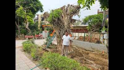 Kumar during a tree pruning, replantation drive on Thursday. (HT) Kumar during a tree pruning, replantation drive on Thursday. (HT)
