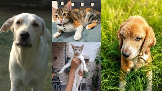 Four furry friends, in Delhi-NCR, are looking for forever homes. Make some room in your heart and home to give them a safe and happy place. Inform us if you know of a pet who needs a home, write to us at htcity.pets@gmail.com.