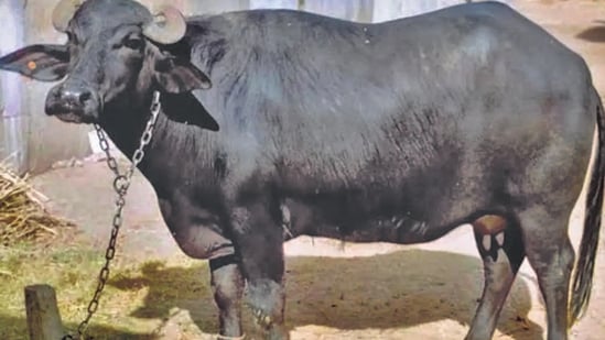 The cops have sought a DNA test of the buffalo to establish its true ownership.