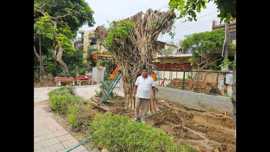 Kumar during a tree pruning, replantation drive on Thursday. (HT)