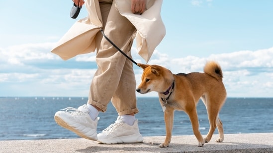 Dog walking requires diligence, otherwise your pet's mental and physical health may get compromised. (Picture credit: Freepik)