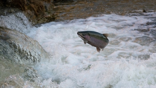 Their odd behaviour seems to be a relic of the time of the glaciers