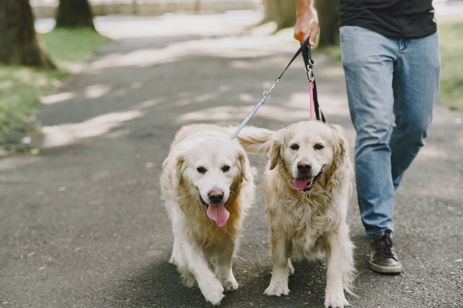 You should choose a proper leash; otherwise, it will stress the dog's neck. (Picture credit: Freepik) You should choose a proper leash; otherwise, it will stress the dog's neck. (Picture credit: Freepik)