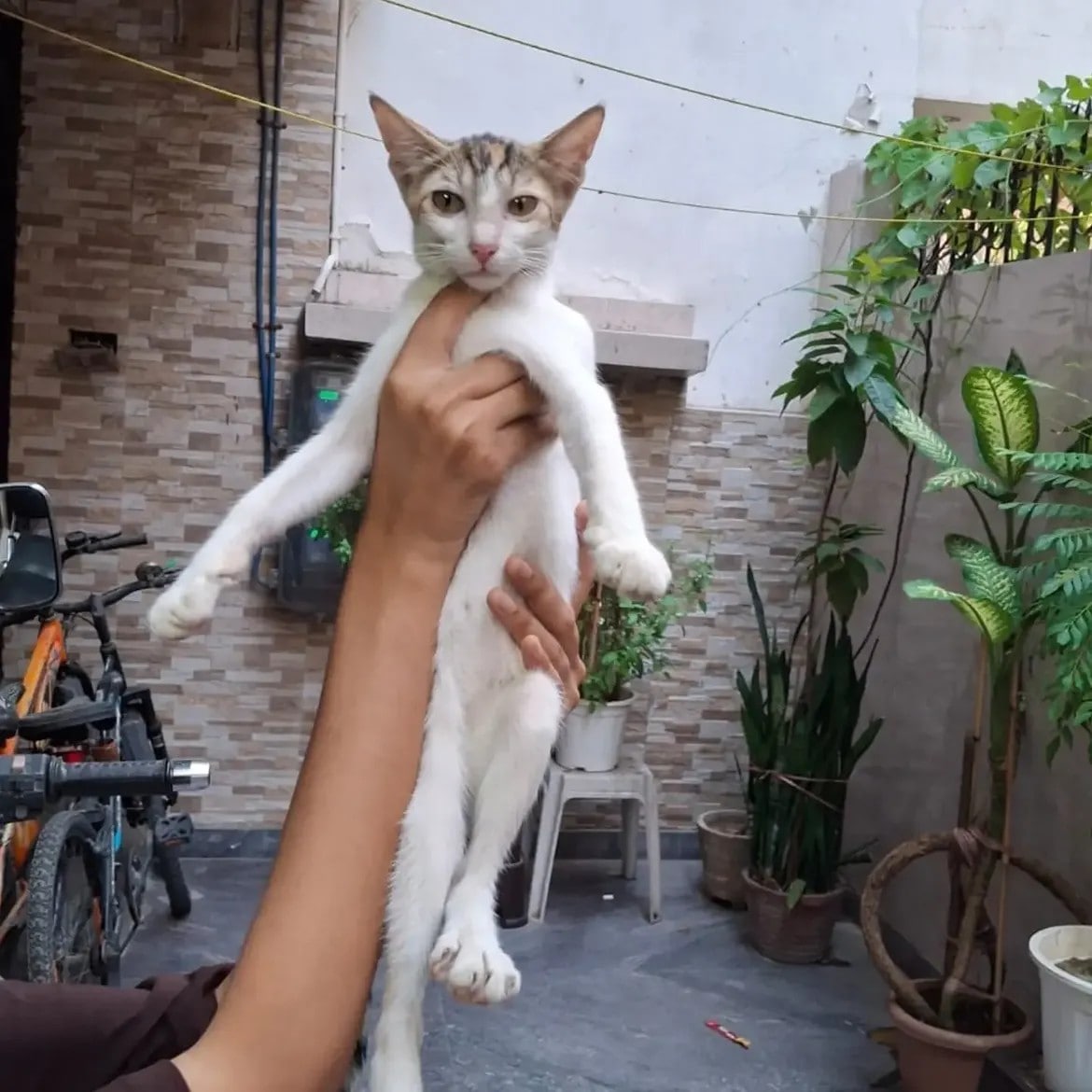 Chiku is a three-month-old female kitten.