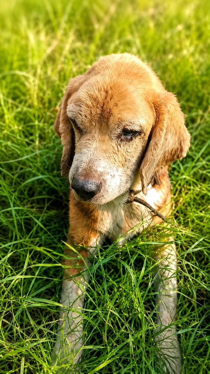 Damru is an eight-year-old male Beagle.