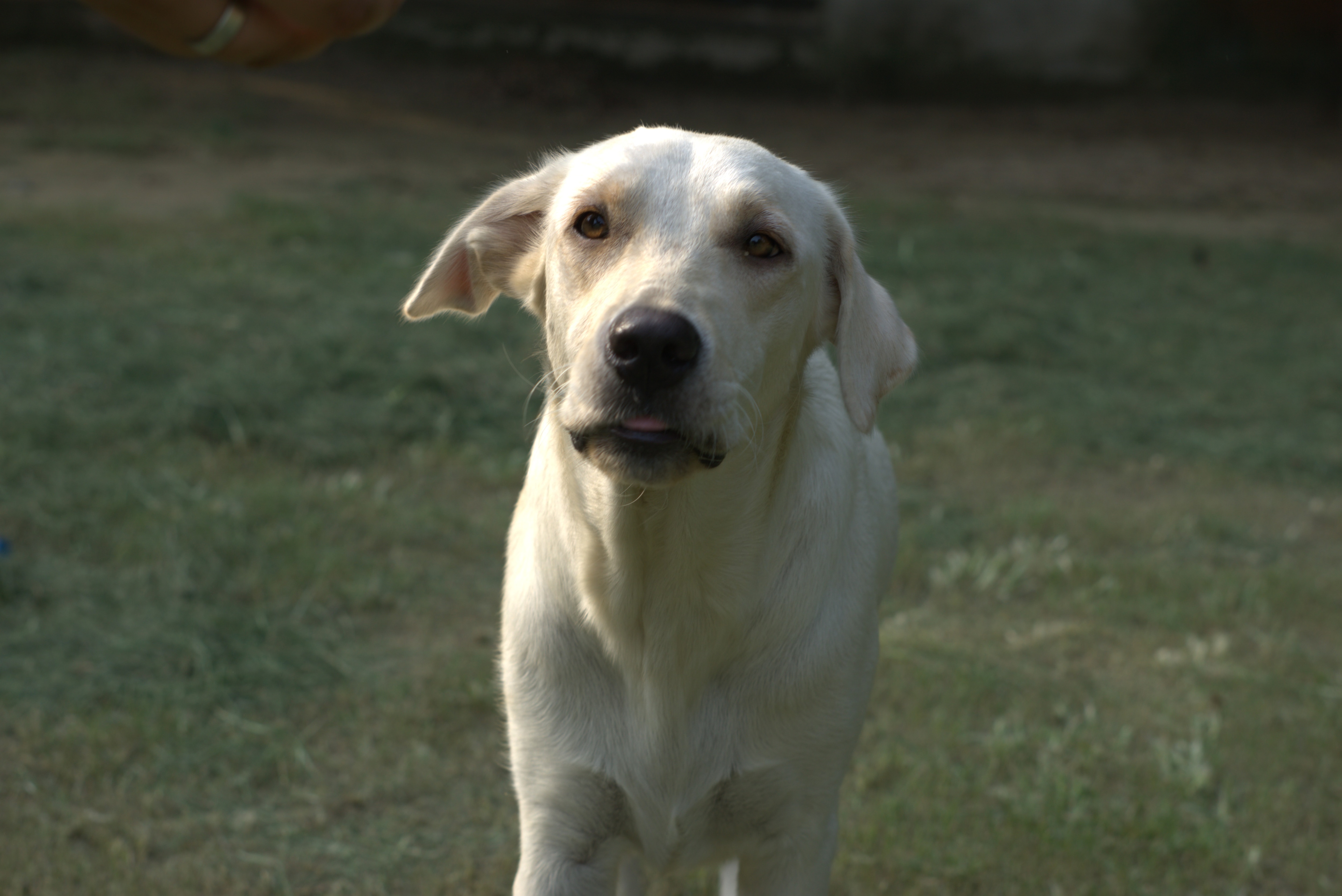 Jimmy is an year-old female Labrador mix.
