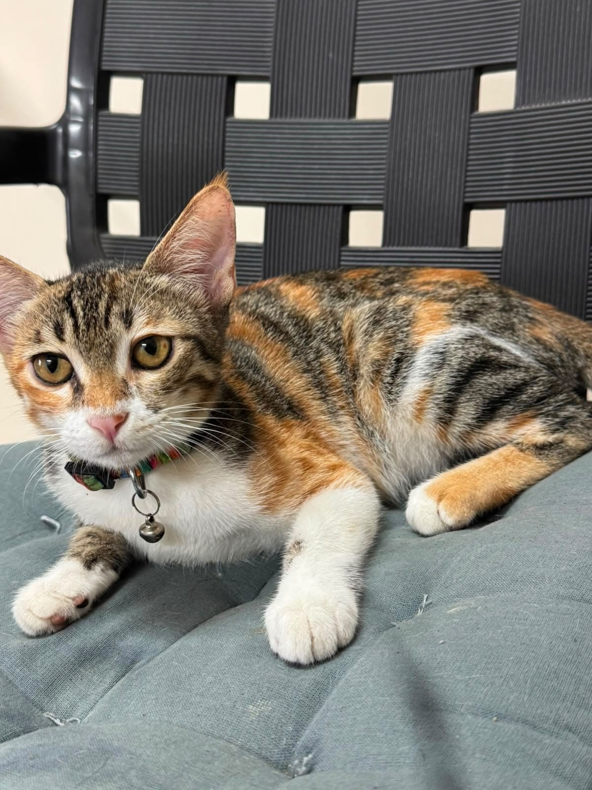 Sweetie is a 2.5-month-old female kitten.