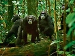 A still from Chimp Empire (2023). As of April, fighting continued and the known toll stood at seven adult males and 17 infants.