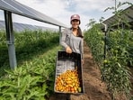 Jack's Solar Garden