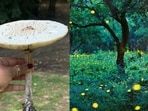 Where to chase fireflies, spot frogs and forage for fungi this monsoon