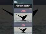 Southern Right Whale Meets Full Moon In Argentina In Stunning Rare Wildlife Spectacle