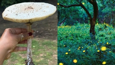 Where to chase fireflies, spot frogs and forage for fungi this monsoon Where to chase fireflies, spot frogs and forage for fungi this monsoon