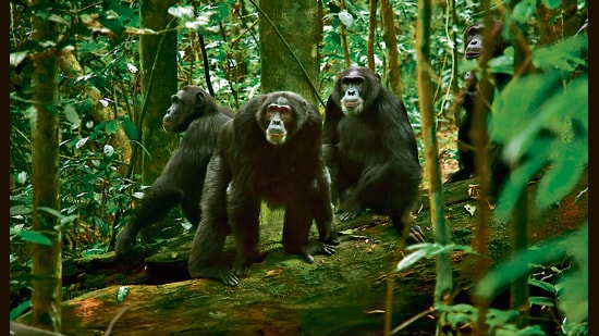 A still from Chimp Empire (2023). As of April, fighting continued and the known toll stood at seven adult males and 17 infants.