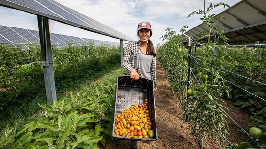Jack's Solar Garden