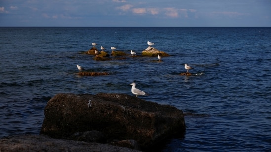 Birds rest on rocks in Lake Ontario after U.S. President Donald Trump signed an executive order renaming Lake Ontario as Lake America, a change he said would take effect immediately, in Hamilton, Ontario, Canada.