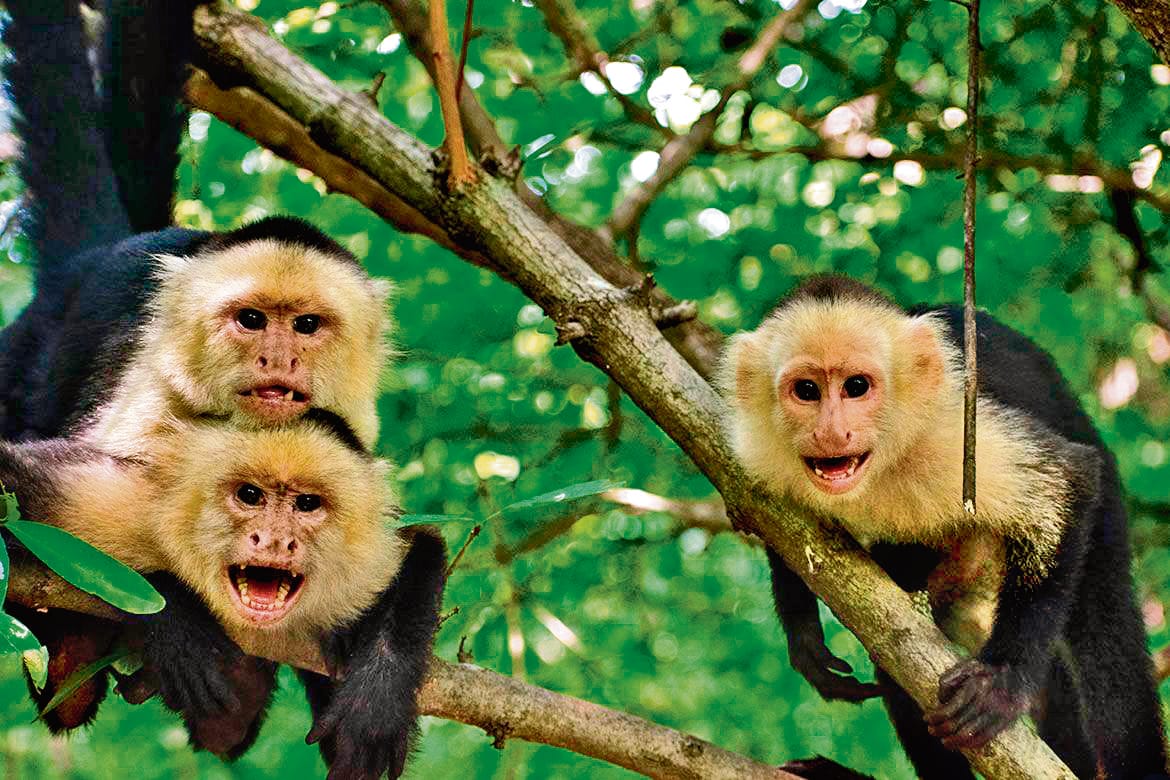 White-faced capuchin monkeys in Costa Rica band together in larger groups, so they can fight smaller groups for territory. (Susan Perry / UCLA) White-faced capuchin monkeys in Costa Rica band together in larger groups, so they can fight smaller groups for territory. (Susan Perry / UCLA)