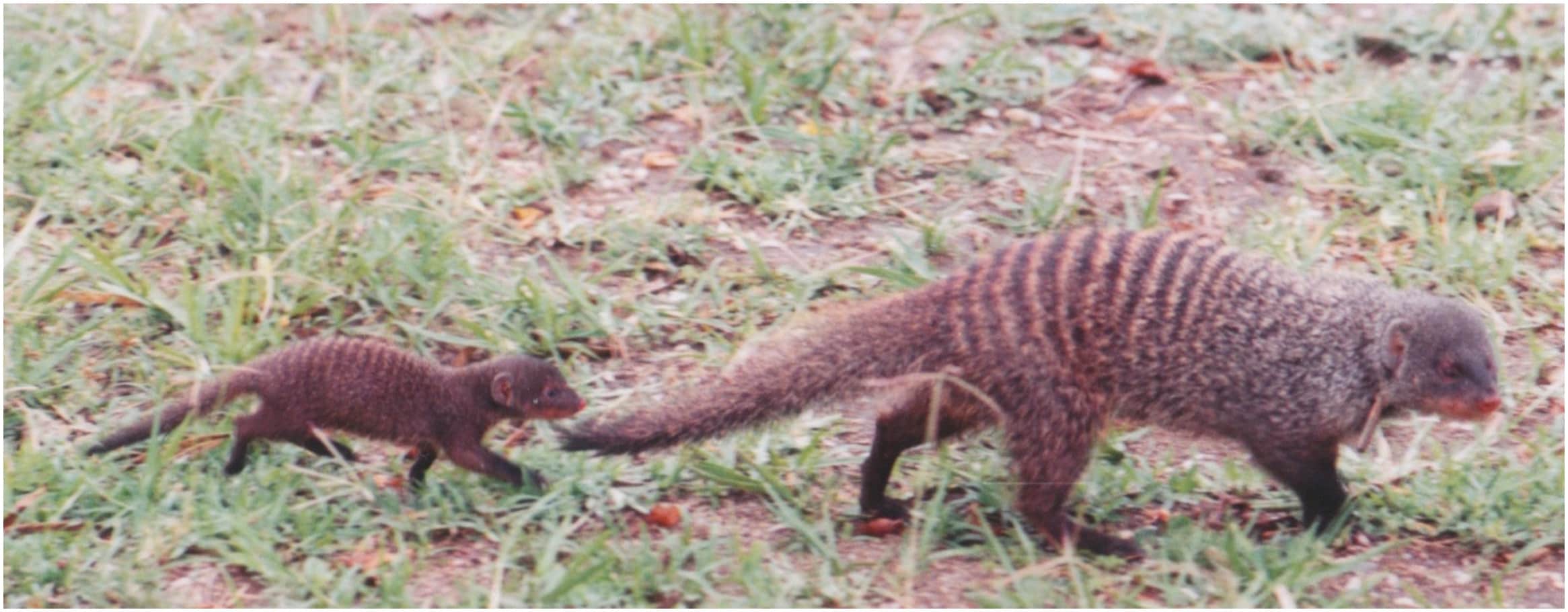 Female banded mongooses in Uganda engineer rifts so they can mate outside their clan. (Becky Sun; PNAS) Female banded mongooses in Uganda engineer rifts so they can mate outside their clan. (Becky Sun; PNAS)