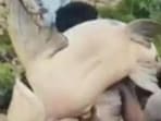 A live fish weighing around 60 kg was caught in the swollen Narayani river near Hanuman Ganj Thokar in Kushinagar’s Khadda area. (Sourced)