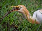 An egret ingests a Russell’s viper. (ANUJ JAIN)