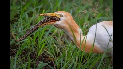 An egret ingests a Russell’s viper. (ANUJ JAIN)