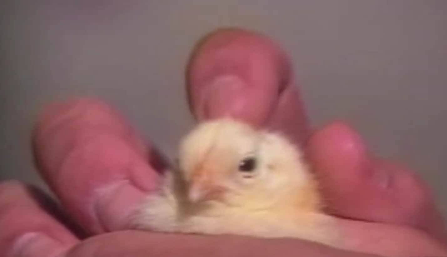 The KFC inspired plan involved fertilised chicken eggs being placed inside a specially designed incubator. ( Purdue University Mechanical Engineering/YT) The KFC inspired plan involved fertilised chicken eggs being placed inside a specially designed incubator. ( Purdue University Mechanical Engineering/YT)